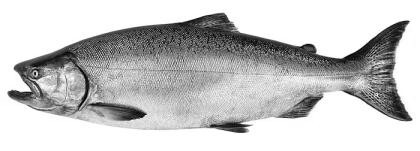 Fish-Type-Chinook-Salmon