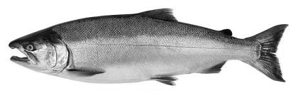 Fish-Type-Coho-Salmon