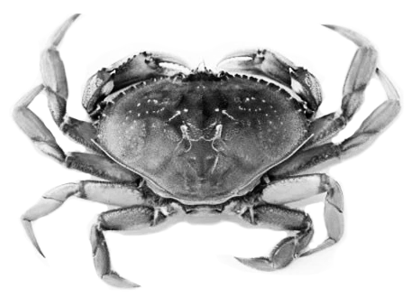 Fish-Type-Crab