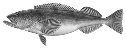 Fish-Type-Lingcod