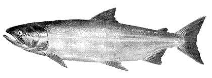 Fish-Type-Ocean-Salmon