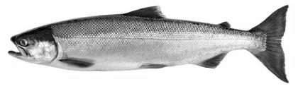 Fish-Type-Sockeye-Salmon