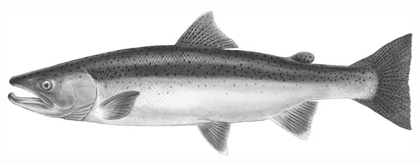 Fish-Type-Steelhead-Salmon