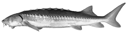 Fish-Type-White-Sturgeon