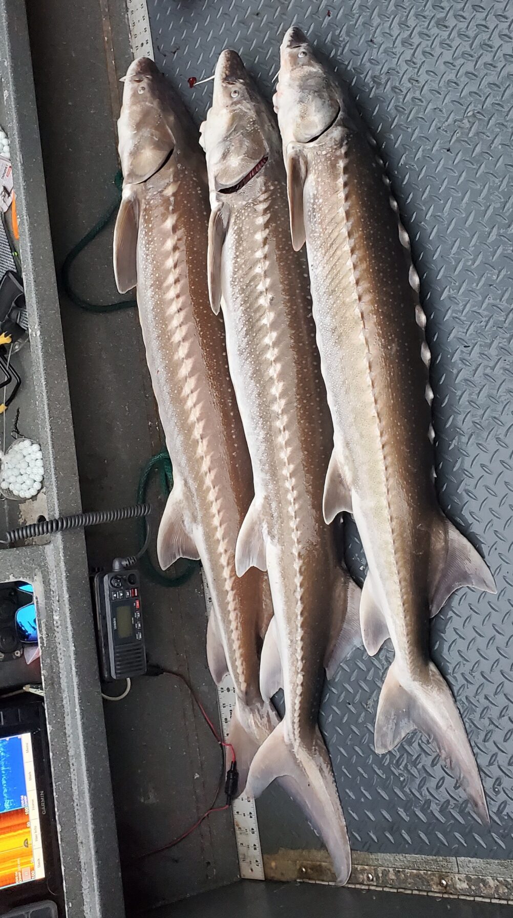 Keeper Sturgeon Trips